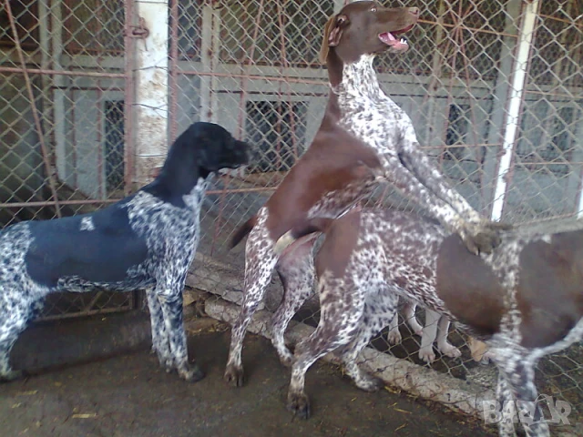 Елитни курцхаари на 6 и 7 месеца 