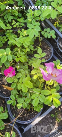   Черна шипка от диви рози (Rosa spinosissima), снимка 3 - Разсади - 52827156