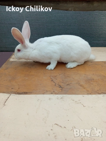 Зайци, снимка 7 - Други животни - 53573501