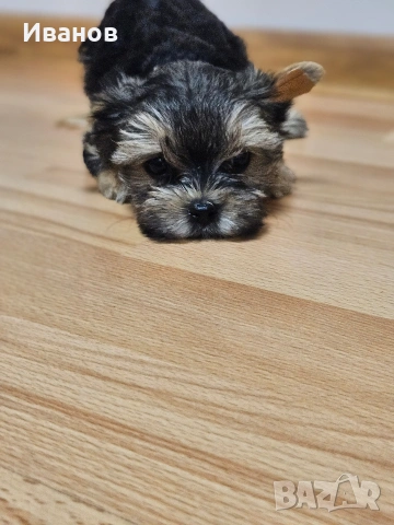 Мини момичета Йоркширски териер , снимка 8 - Йоркширски териер - 53724873