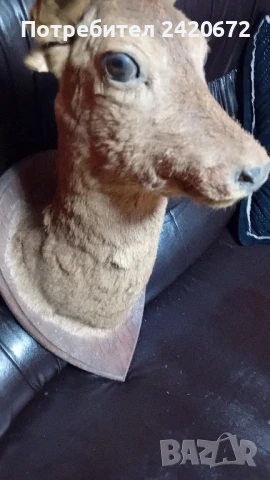 препарирана  глава  на  сърна, снимка 7 - Други ценни предмети - 51090802