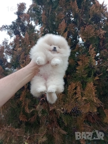 Прекрасно женско Померанче. Мини Померан. Реални снимки от 24.01.26 г. , снимка 4 - Померан - 53228313