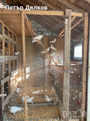 Продавам гълъби, снимка 3 - Гълъби - 52019839