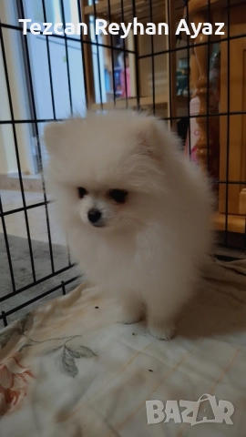 мини померан, снимка 2 - Померан - 51899268