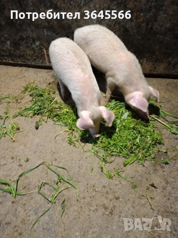 малки прасета, снимка 3 - Прасета - 52900634