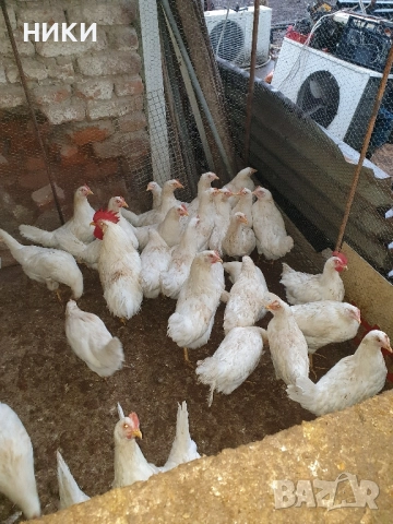 продавам ярки бял лекорн, снимка 2 - други­ - 52468279