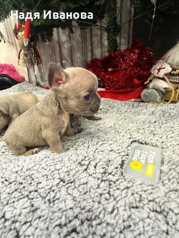 Френски белдочета, снимка 3 - Френски булдог - 52796420