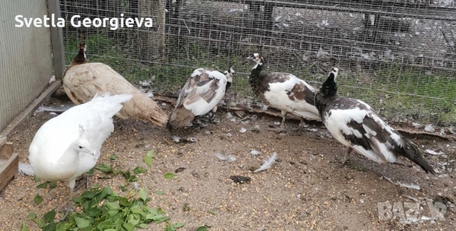 Тригодишни пауни, снимка 3 - други­ - 52105928