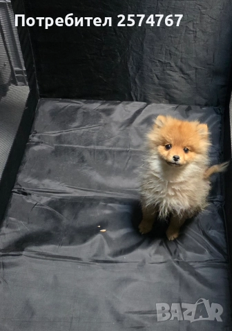 Померански шпиц 