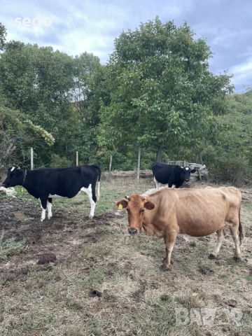Продавам 3 Крави Бременни, снимка 1