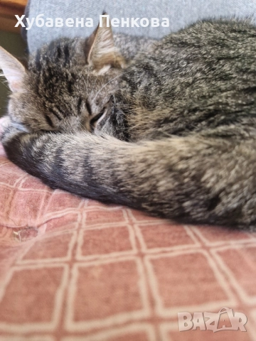 Подарявам мъжки котарак, снимка 1