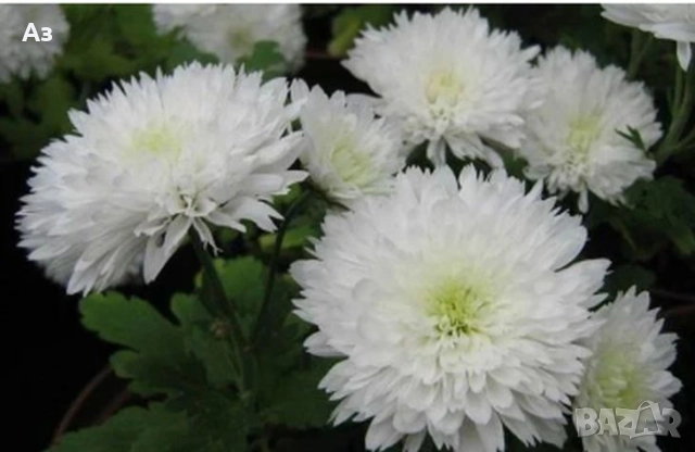 Продавам хризантеми – корени със стъбло за есенно засаждане, снимка 2 - Разсади - 52242527