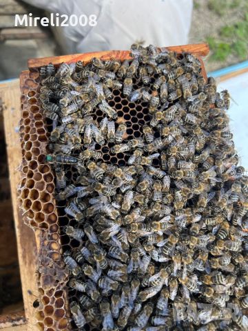 Пчелни майки и отводки, снимка 7 - За пчели - 40875299