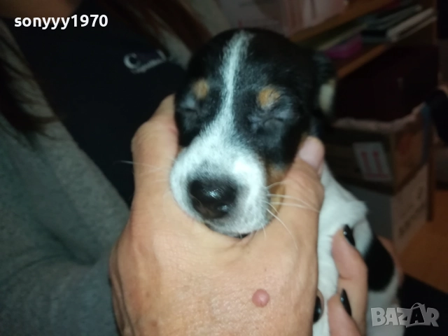 ДЖАК РЪСЕЛ БЕБЕШОЦИ 40 ДЕНА 0210251842, снимка 14 - Джак ръсел териер - 51924045