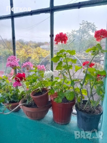 цъфтящи цветя , снимка 7 - Стайни растения - 50488175