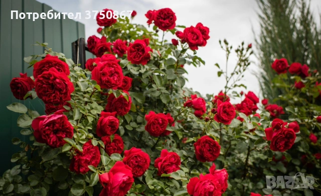 🌹 РОЗА 🌹 Florentina®, снимка 2 - Градински цветя и растения - 54130326