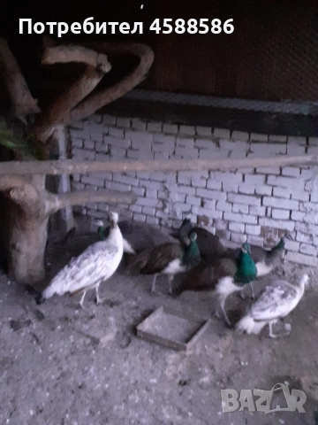 Продавам двойка индийски пауни , снимка 4 - други­ - 51640772