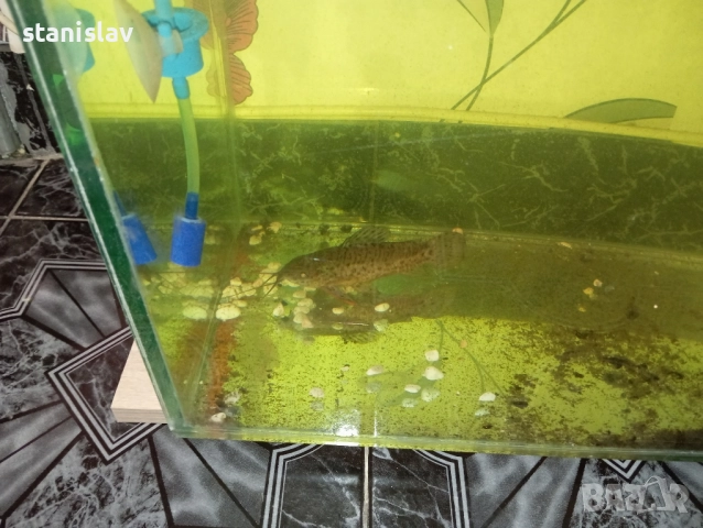 два сома калих ти максимален размер, снимка 1