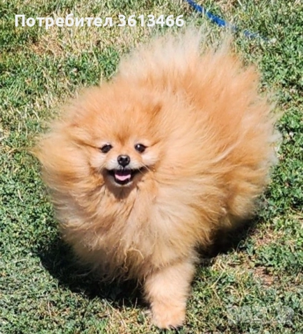 Мини мъжки померан , снимка 7 - Померан - 52935584