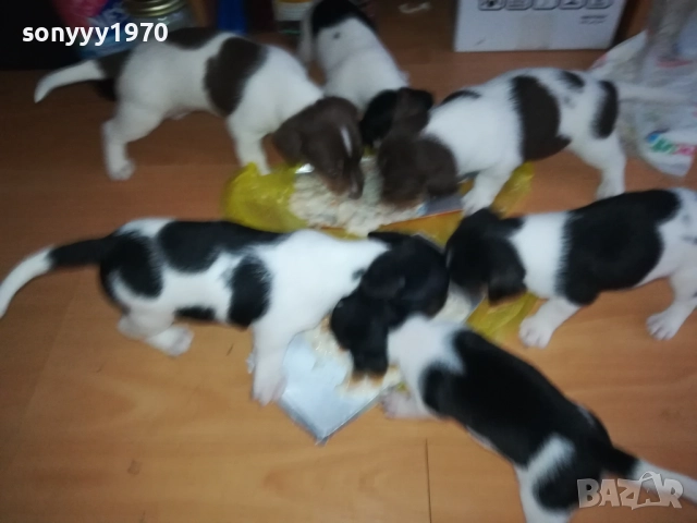 джак ръсел-кученце по избор 250лв за брой 1809250756, снимка 9 - Джак ръсел териер - 51752344