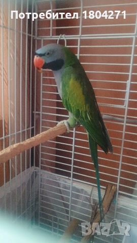 Китайски Александър , снимка 2 - Папагали - 53558096