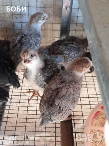 пилета от катунски кокошки, снимка 1