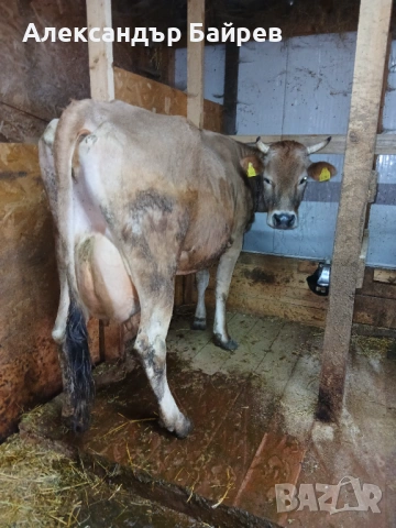 Крава жарсе 