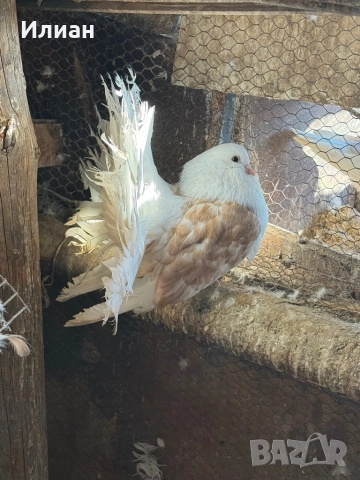 Фенерлии, снимка 3 - Гълъби - 52867057