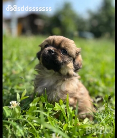 Продавам пекинез 