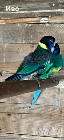 Женска бернардова розела, снимка 2 - Папагали - 53782299