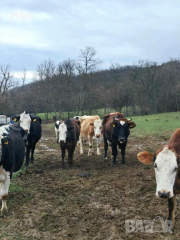 Крави и телета , снимка 2 - Крави - 54050987
