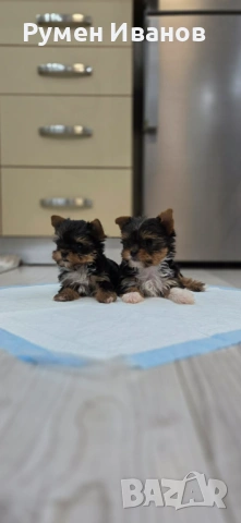 Съкровища малки, снимка 5 - Йоркширски териер - 54020592