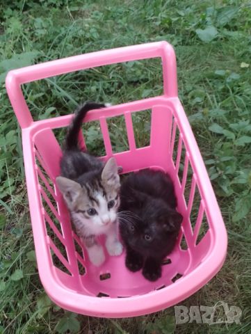 7 Бебета котета - котки - Перник , снимка 1 - Други - 46323717