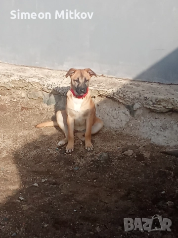 здравейте приятели продавам белгийски овчарки Черно то ми Ко жилото то женско ми на 4 месеца , снимка 2 - Белгийска овчарка - 52075309