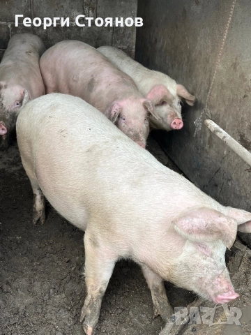 Свободни!! Домашни Прасета, снимка 5 - Прасета - 52895180