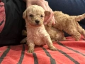 Пудел тойчета за капариране , снимка 2