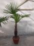 Палма вашингтония, снимка 1 - Градински цветя и растения - 45324110