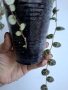 Пеперомия, peperomia prostrata, снимка 2