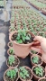 Салвия Червен Роман, Salvia Roman Red или по-известна като Градински чай!!, снимка 5