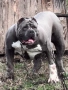 American bully XL / Американско були ХЛ, снимка 1