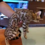 Бенгалски котета, снимка 8