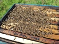 Презимували пчелни семейства, снимка 5