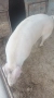 Продавам прасе, снимка 2