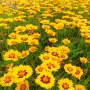 Кореопсис, Coreopsis Grandiflora 'Early Sunrise', снимка 4