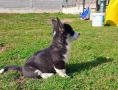 Трицветно кученце Уелско корги пембрук - мъжки, снимка 11