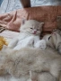 Родословни Британски котета , снимка 2