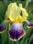 Перуника,ирис - различни цветове високи ароматни, снимка 8
