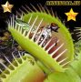 100 семена Венерина мухоловка Dionaea muscipula Семена Мухоловка Бонсай месоядно растение яде насеко, снимка 8