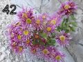 Хризантеми - разсад в саксийки, снимка 6