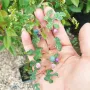 Ампелопсис Елеганс, Ampelopsis Elegans, студоустойчива Китайска лоза!!, снимка 9